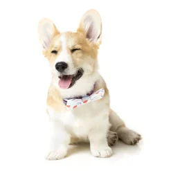 Flying High Pet Bow Tie
