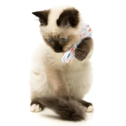 Flying High Pet Bow Tie