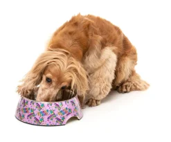 FuzzYard Fiesta - Easy Feeder Bowl