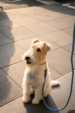 FuzzYard Life Atelier Dog Rope Lead - French Blue