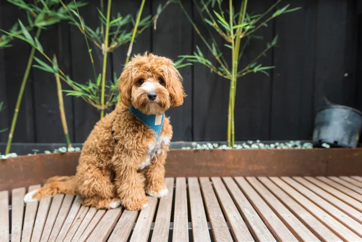 FuzzYard Life Corduroy Harness - French Blue