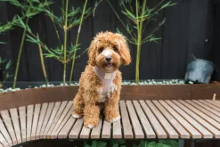 FuzzYard Life Corduroy Harness - Soft Blush