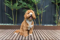 FuzzYard Life Corduroy Harness - Sandstone