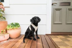 FuzzYard Life Corduroy Step In Harness - Sandstone