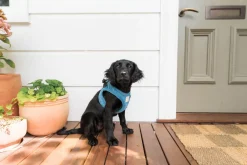 FuzzYard Life Corduroy Step In Harness - French Blue