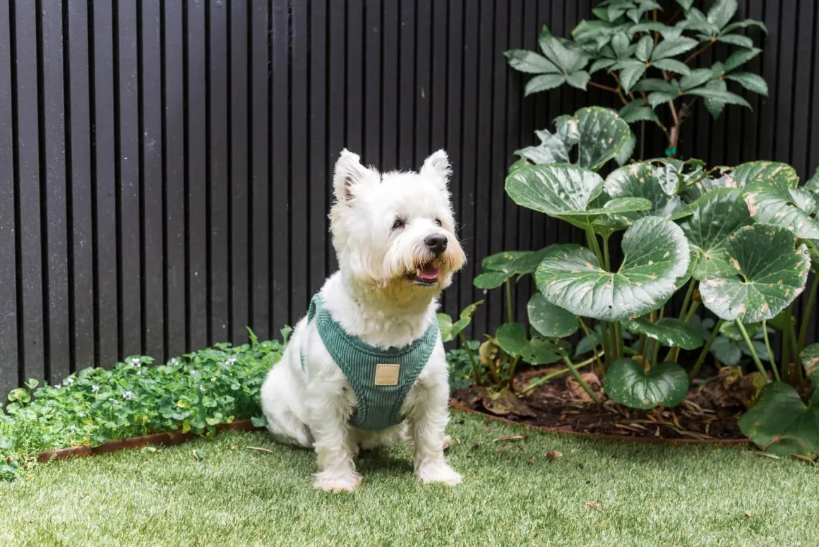 FuzzYard Life Corduroy Step In Harness - Myrtle Green