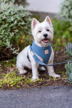 FuzzYard Life Harness - French Blue