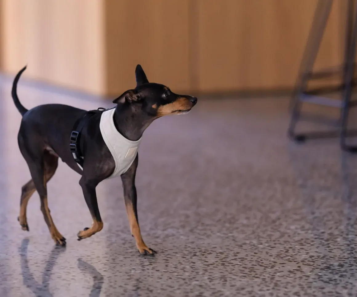 FuzzYard Life Harness - Sandstone