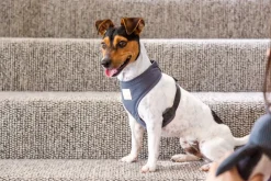 FuzzYard Life Harness - Slate Grey