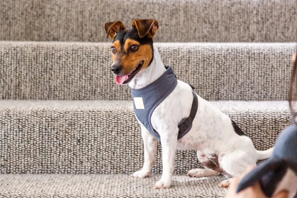 FuzzYard Life Harness - Slate Grey