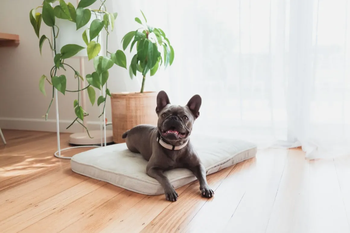 FuzzYard Life Lounge Mat - Sandstone