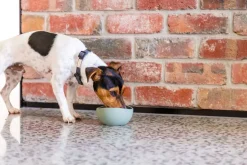 FuzzYard Life Silicone Bowl - Myrtle Green