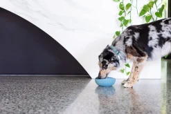 FuzzYard Life Silicone Bowl - French Blue