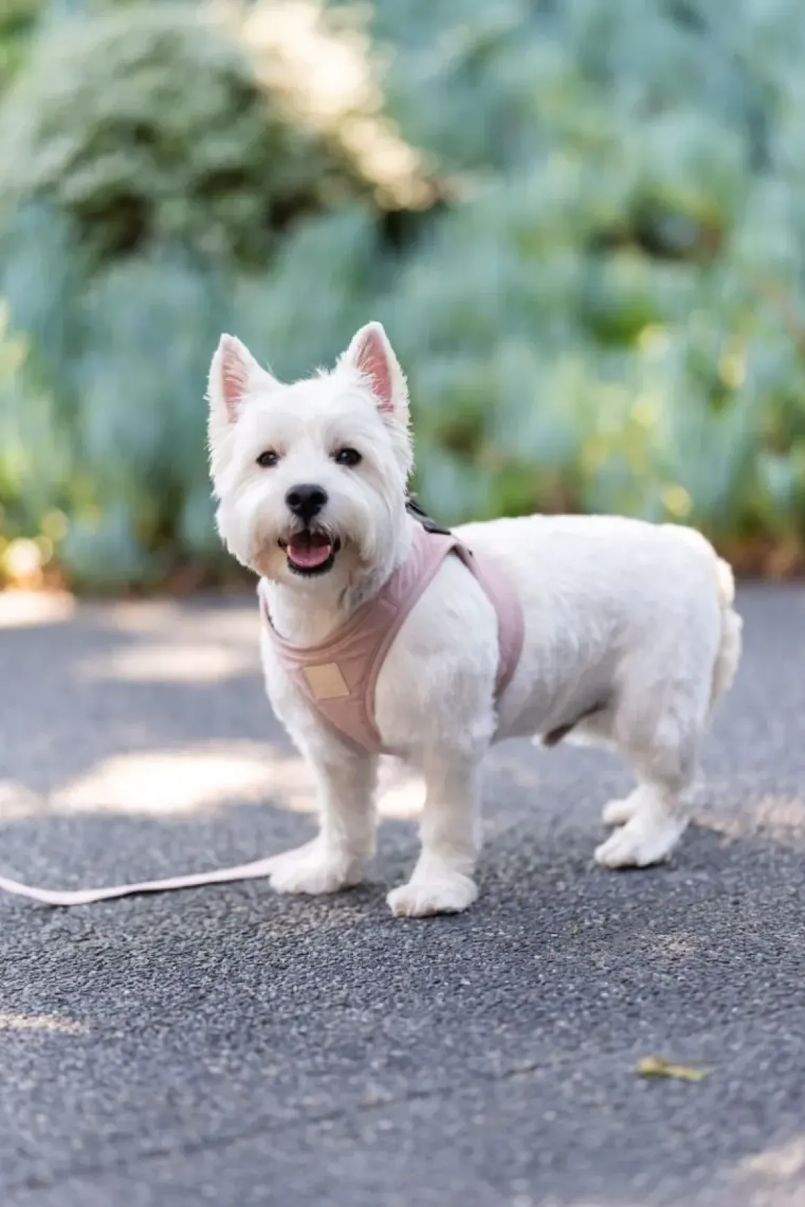 FuzzYard Life Step In Harness - Soft Blush