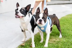 FuzzYard Life Step In Harness - Sandstone