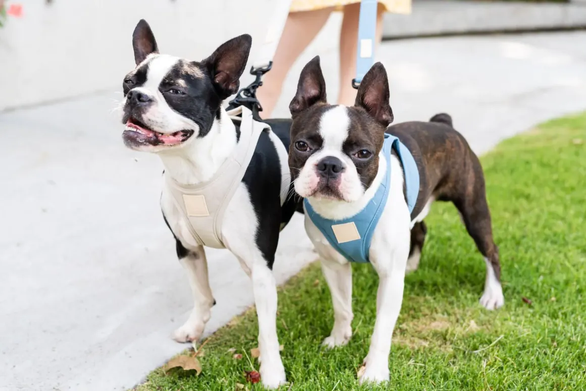 FuzzYard Life Step In Harness - Sandstone