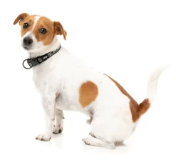 FY Active Collar - Black