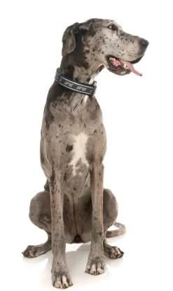 FY Active Collar - Black