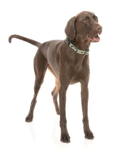 FY Active Collar - Khaki