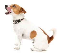 FY Active Collar - Peach