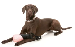FY Active Fetch N Float Dog Toy - Peach