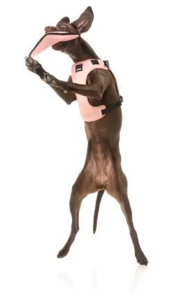 FY Active Flyer Dog Toy - Peach