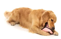 FY Active Flyer Dog Toy - Peach