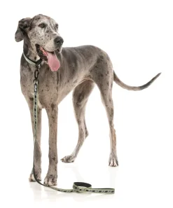 FY Active Lead - Khaki