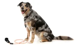 FY Active Rope Lead - Peach