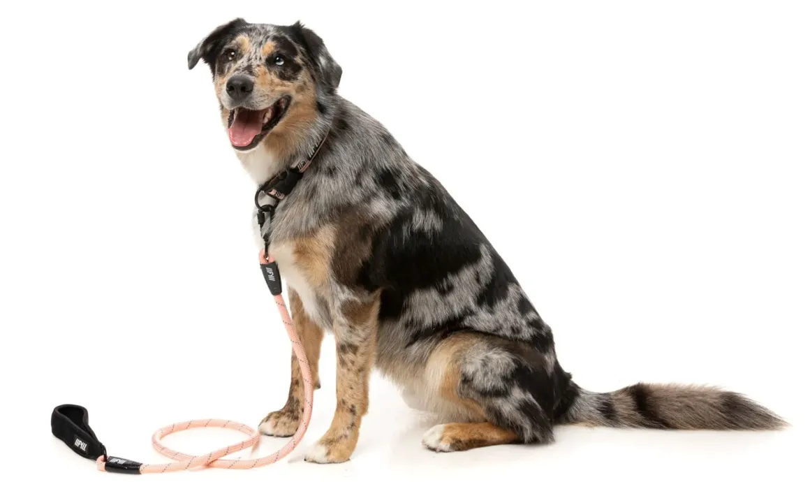 FY Active Rope Lead - Peach