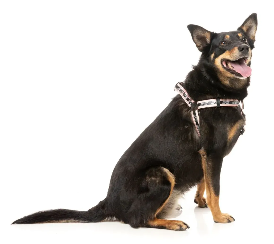 FY Active Strap Harness - Peach