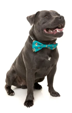 Gingerbread Man Bowtie