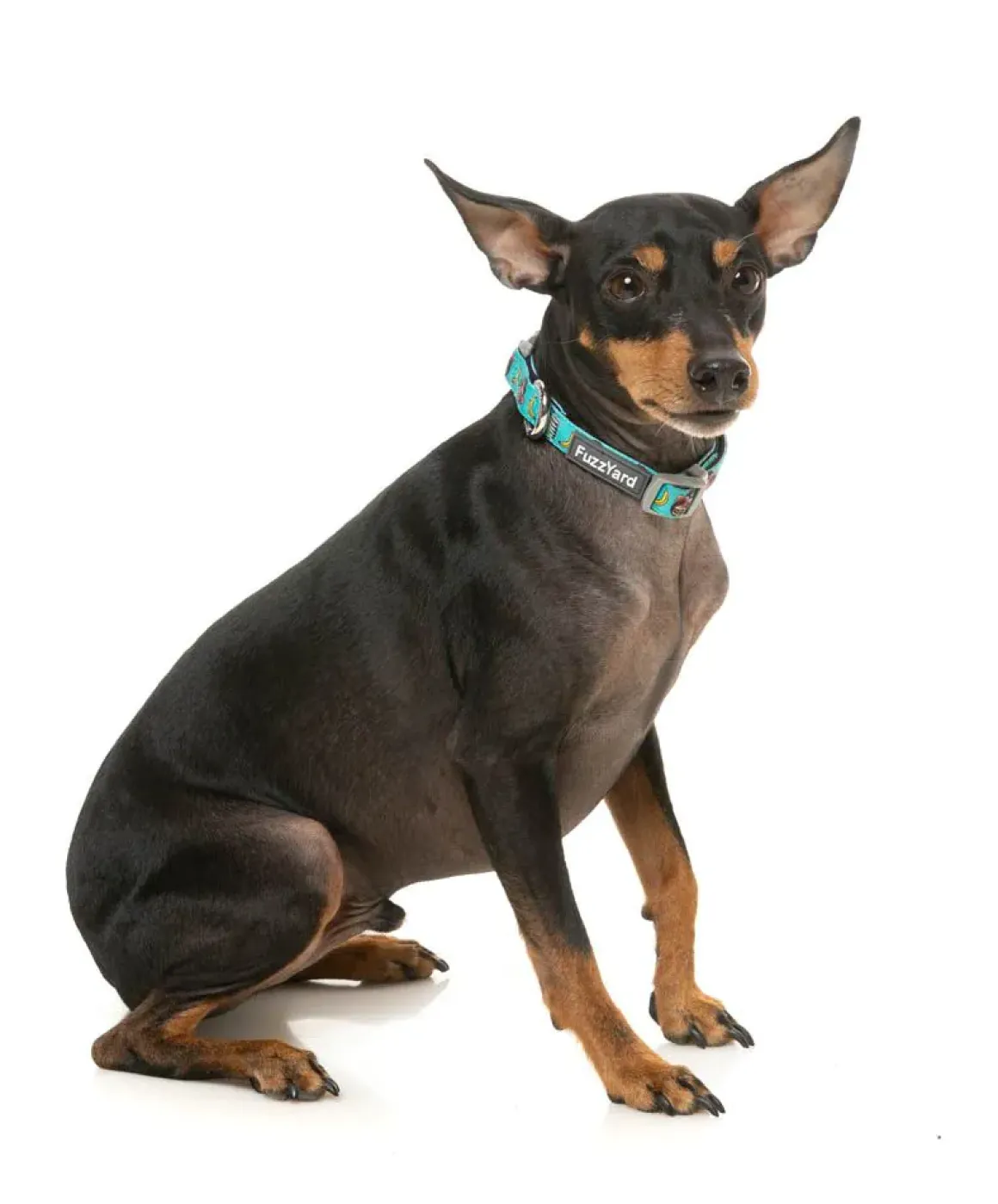 Gor-illz - Dog Collar