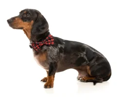 Heartbreaker - Bowtie