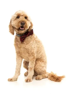 Heartbreaker - Bowtie