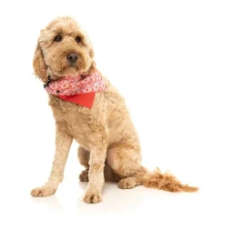 Hey There Sweetie - Bandana