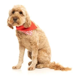 Hey There Sweetie - Bandana