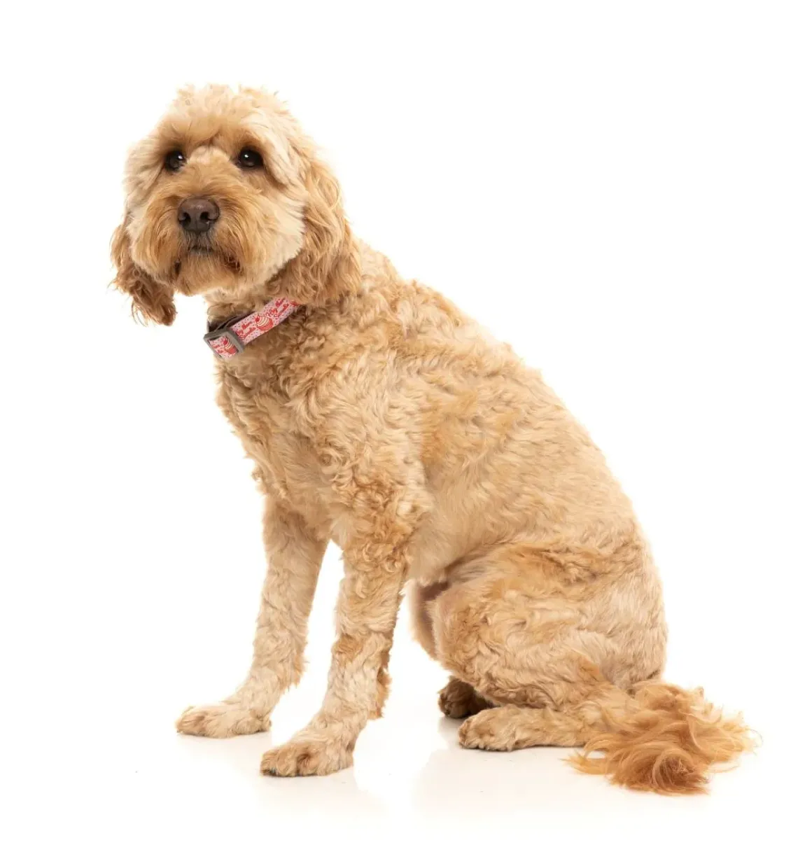 Hey There Sweetie - Dog Collar