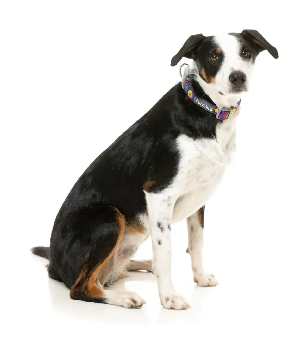 Highscore - Dog Collar