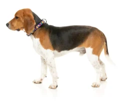 Highscore - Dog Collar