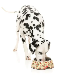 Ink'd Up - Easy Feeder Bowl