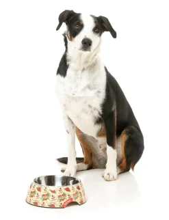 Ink'd Up - Easy Feeder Bowl