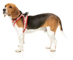 Ink'd Up - Step In Harness