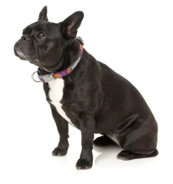 Jack Jack Jackie Lantern - Purple - Dog Collar