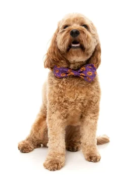 Jack Jack Jackie Lantern - Bowtie - Purple