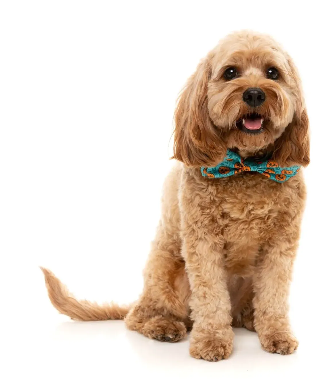 Jack Jack Jackie Lantern - Bowtie - Teal