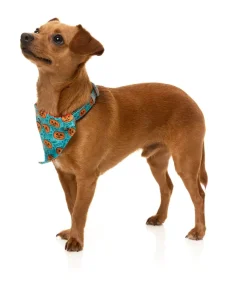 Jack Jack Jackie Lantern - Bandana - Teal
