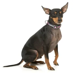 Jackpup - Dog Collar