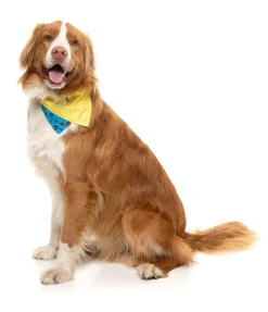 Kings of Gold School Bandana