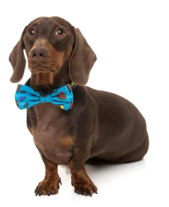 Kings of Gold School Bowtie